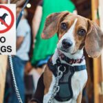 Stellantis tendrá otra marca para vehículos eléctricos de bajo coste »